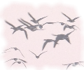�}�K���̔�ї����E�˂������