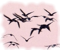 �}�K���̔�ї����E�˂������