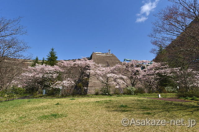 ダム堤体とサクラ