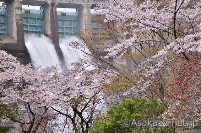 桜越しに見たクレストゲートからの放水