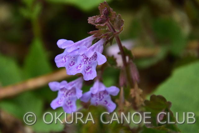 カキドオシ