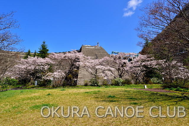 大倉湖畔公園（桜と堤体）